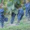 Clearview-Vineyard-Grapes